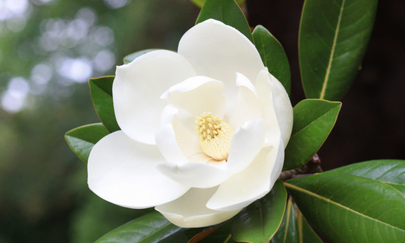 anti-allergy magnolia