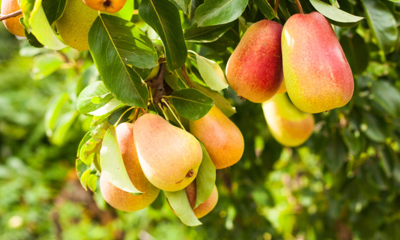 anti-allergy pear tree